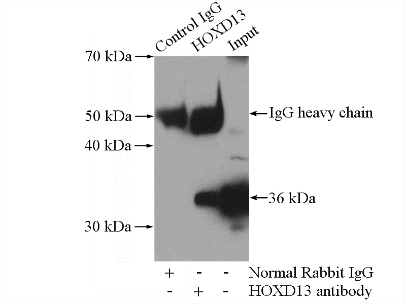 IP Result of anti-HOXD13 (IP:Catalog No:111440, 4ug; Detection:Catalog No:111440 1:500) with A549 cells lysate 1600ug.