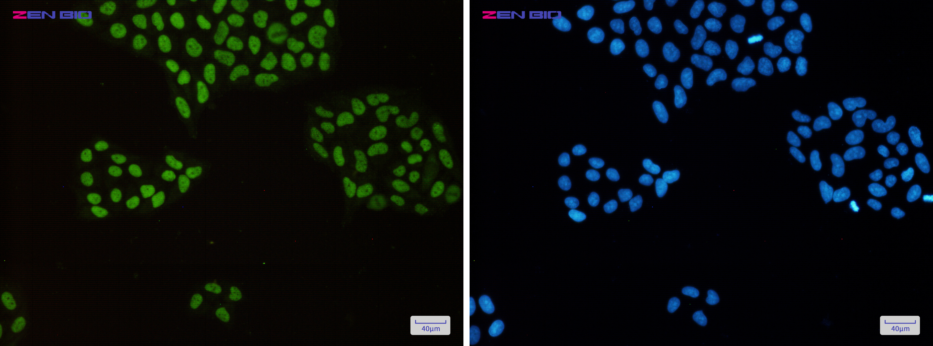 Immunocytochemistry of MCM2(green) in Hela cells using MCM2 Rabbit mAb at dilution 1/50, and DAPI(blue)