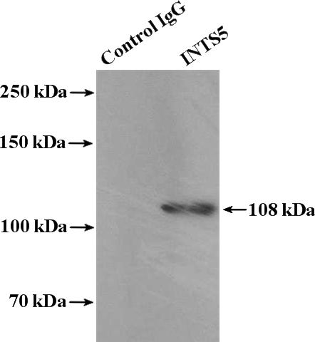 IP Result of anti-INTS5 (IP:Catalog No:111874, 4ug; Detection:Catalog No:111874 1:1000) with HeLa cells lysate 2000ug.