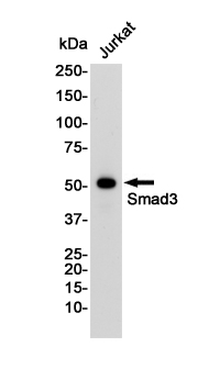 Western blot detection of Smad3 in Jurkat cell lysates using Smad3 Rabbit pAb(1:1000 diluted).Predicted band size:48KDa.Observed band size:52KDa.