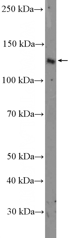 mouse thymus tissue were subjected to SDS PAGE followed by western blot with Catalog No:107904(AFAP1L2 Antibody) at dilution of 1:300