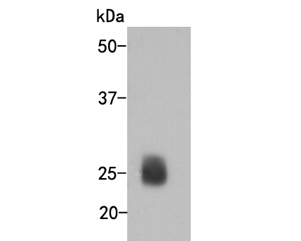 Fig1:; Western blot analysis of Human Iambda light chain on human IgG protein lysate. Proteins were transferred to a PVDF membrane and blocked with 5% BSA in PBS for 1 hour at room temperature. The primary antibody ( 1/1000) was used in 5% BSA at room temperature for 2 hours. Goat Anti-Mouse IgG - HRP Secondary Antibody (HA1006) at 1:5,000 dilution was used for 1 hour at room temperature.