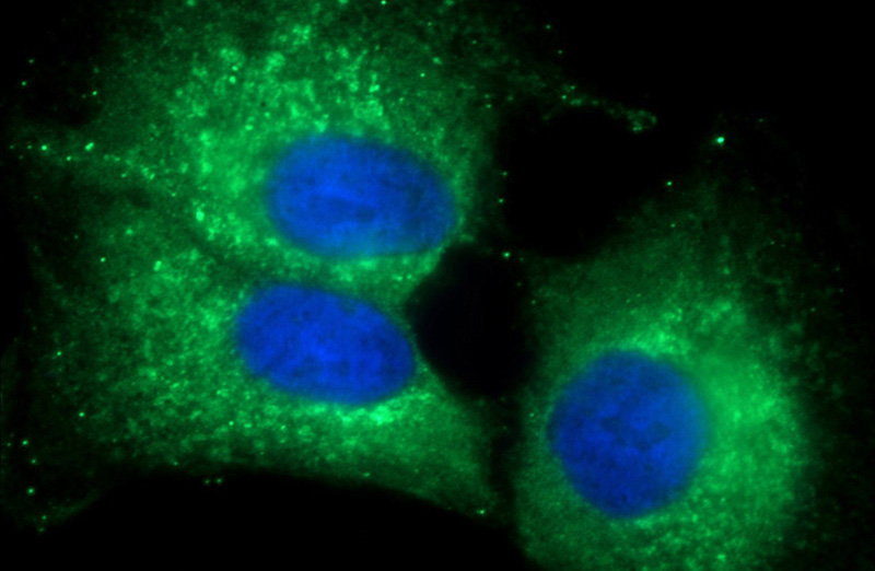 Immunofluorescent analysis of (-20oc Ethanol) fixed A549 cells using Catalog No:112250(LMAN1 Antibody) at dilution of 1:50 and Alexa Fluor 488-congugated AffiniPure Goat Anti-Rabbit IgG(H+L)