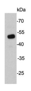 Fig1: Western blot analysis on D3 cell lysates using anti- UTF1 mouse mAb.