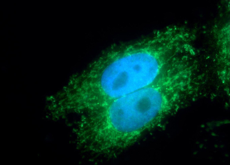 Immunofluorescent analysis of HepG2 cells using Catalog No:112261(KMO Antibody) at dilution of 1:25 and Alexa Fluor 488-congugated AffiniPure Goat Anti-Rabbit IgG(H+L)