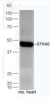 Fig1: Sample: Heart (Mouse) Lysate at 40 ug; Primary: Anti-STK40 at 1/300 dilution; Secondary: HRP conjugated Goat-Anti-rabbit IgG (bs-0295G-HRP) at 1/5000 dilution; Predicted band size: 48 kD; Observed band size: 48 kD