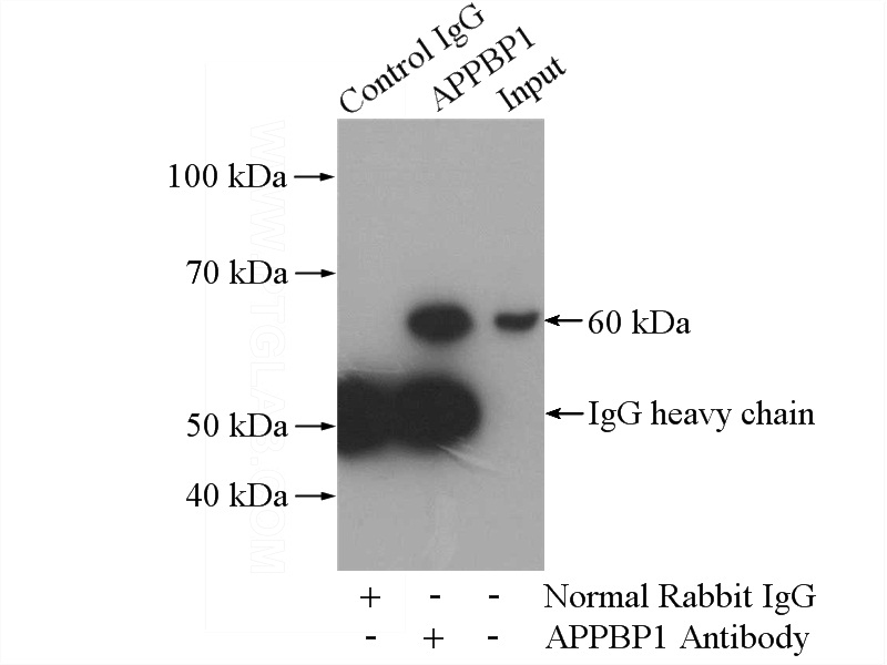 IP Result of anti-NAE1 (IP:Catalog No:108040, 4ug; Detection:Catalog No:108040 1:500) with mouse kidney tissue lysate 4000ug.
