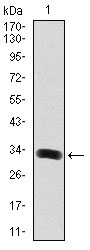 Western blot analysis using GAB1 mAb against human GAB1 (AA