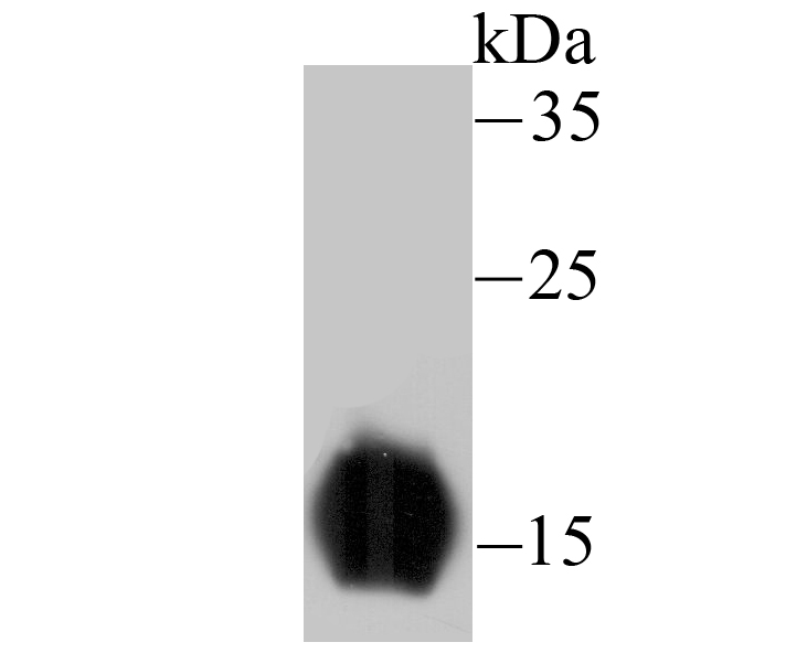 Fig1: Western blot analysis of Cardiac FABP3 on rat heart tissue lysate using anti- Cardiac FABP3 antibody at 1/500 dilution.