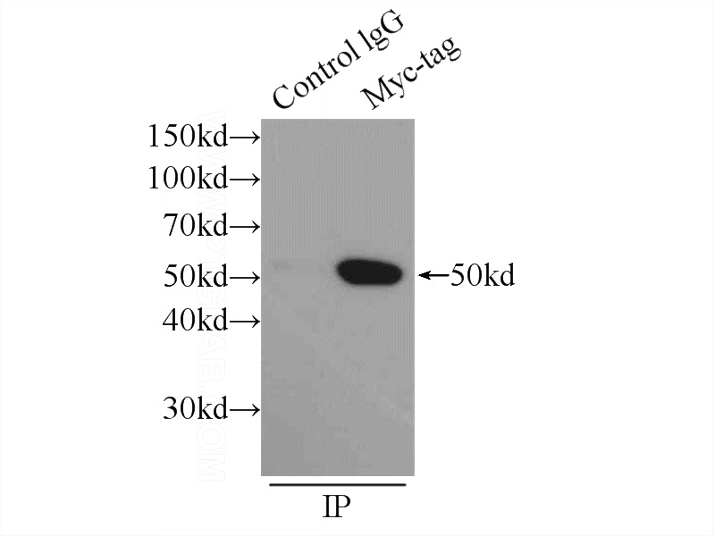 IP Result of anti-MYC-tag (IP:Catalog No:117332, 4ug; Detection:Catalog No:117332 1:10000) with Transfected HEK-293 cells lysate 300ug.