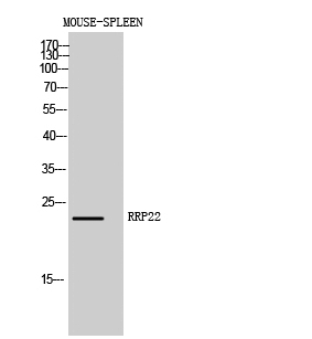 Fig1:; Western Blot analysis of MOUSE-SPLEEN cells using RRP22 Polyclonal Antibody diluted at 1: 1000