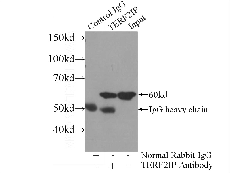 IP Result of anti-TERF2IP (IP:Catalog No:115948, 3ug; Detection:Catalog No:115948 1:800) with HeLa cells lysate 2720ug.