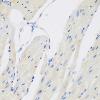 Immunohistochemistry - CCL26 Polyclonal Antibody 