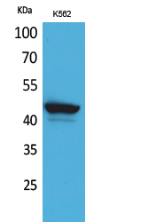Fig1:; Western Blot analysis of K562 cells using CD1E Polyclonal Antibody.. Secondary antibody（catalog#: HA1001) was diluted at 1:20000