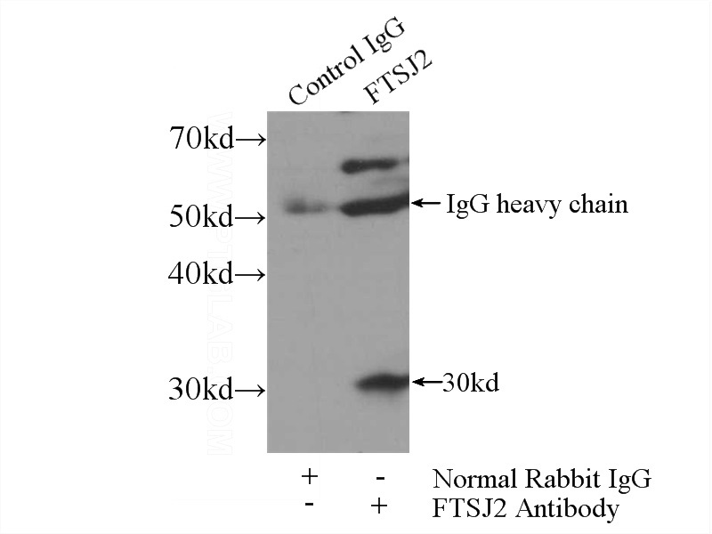 IP Result of anti-FTSJ2 (IP:Catalog No:110787, 3ug; Detection:Catalog No:110787 1:500) with mouse skeletal muscle tissue lysate 4000ug.