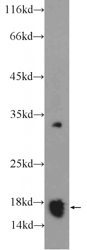 PC-3 cells were subjected to SDS PAGE followed by western blot with Catalog No:109489(FAM36A Antibody) at dilution of 1:600
