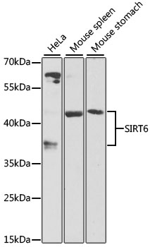 Western blot - SIRT6 Polyclonal Antibody 