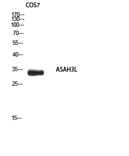 Fig1:; Western blot analysis of COS7 using ASAH3L antibody.. Secondary antibody（catalog#: HA1001) was diluted at 1:20000
