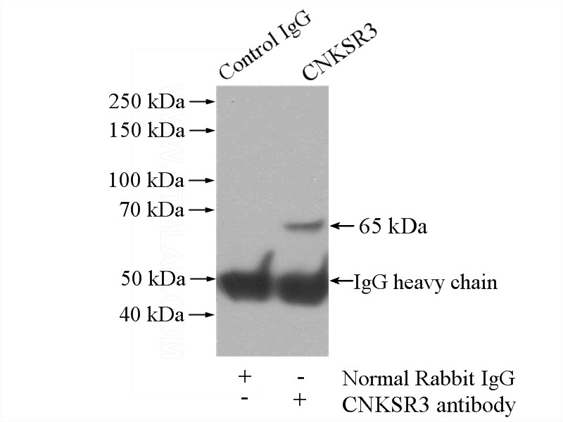 IP Result of anti-CNKSR3 (IP:Catalog No:109426, 4ug; Detection:Catalog No:109426 1:500) with mouse brain tissue lysate 3440ug.