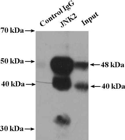 IP Result of anti-JNK2 (IP:Catalog No:111894, 4ug; Detection:Catalog No:111894 1:1000) with HeLa cells lysate 4000ug.