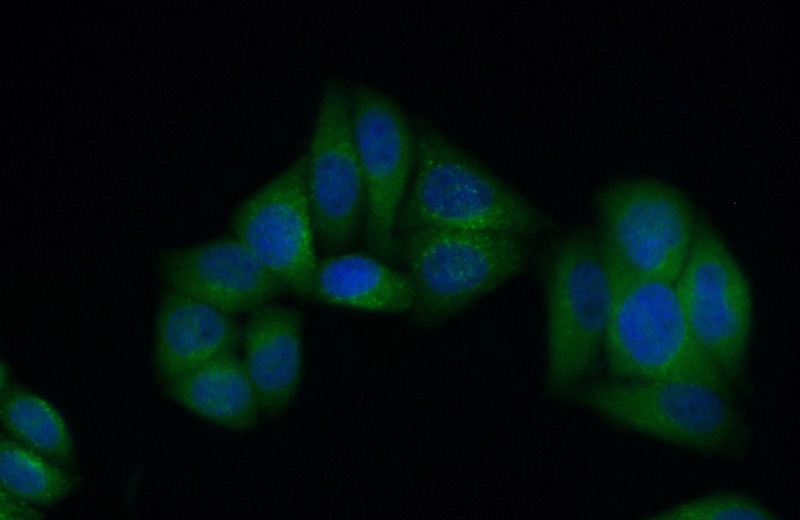 Immunofluorescent analysis of (10% Formaldehyde) fixed HepG2 cells using Catalog No:107265(HPSE Antibody) at dilution of 1:50 and Alexa Fluor 488-congugated AffiniPure Goat Anti-Mouse IgG(H+L)