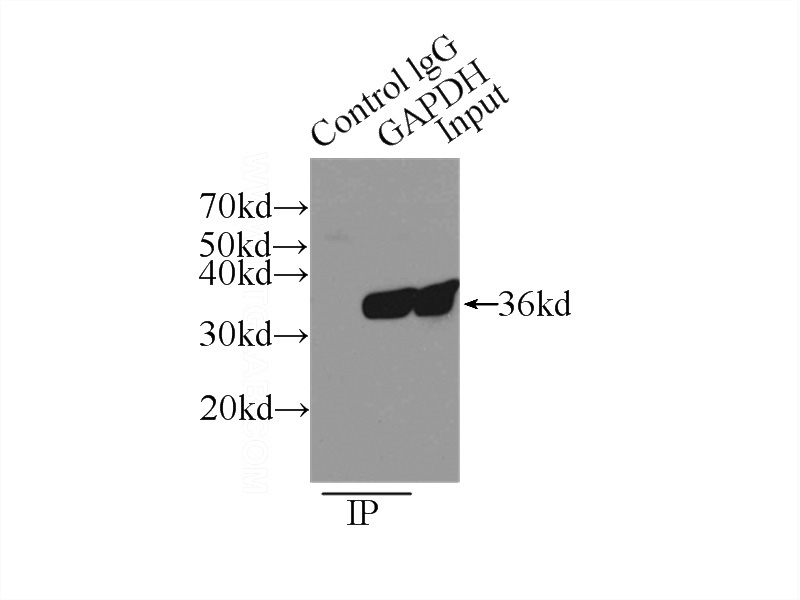 IP Result of anti-GAPDH (IP:Catalog No:117317, 3ug; Detection:Catalog No:117317 1:3000) with A549 cells lysate 3500ug.