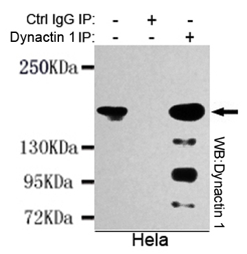 Immunoprecipitation analysis of Hela cell lysates using Dynactin 1 mouse mAb.