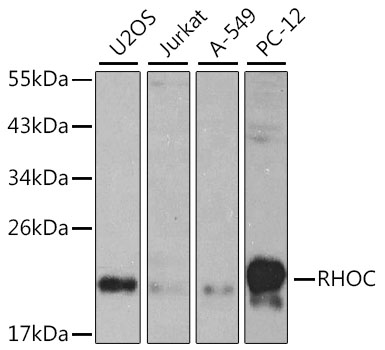 Western blot - RHOC Polyclonal Antibody 