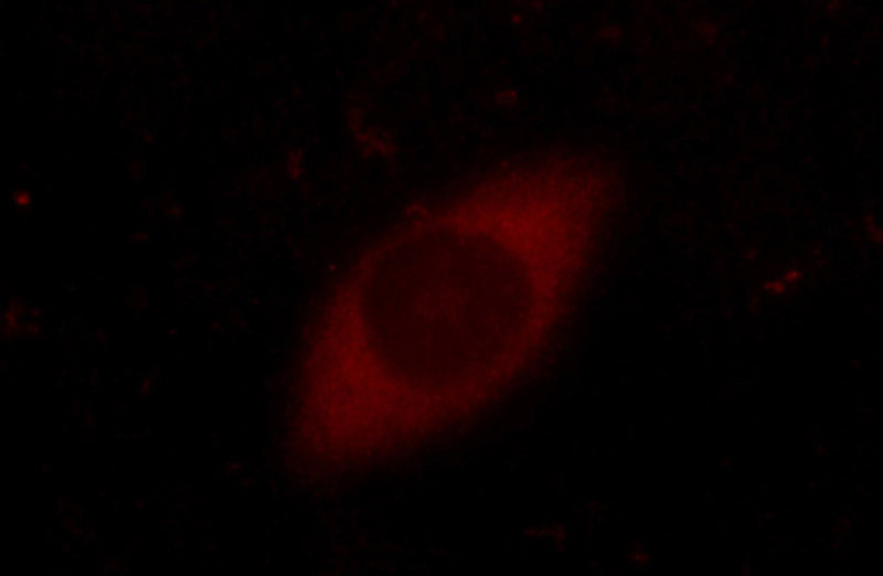 Immunofluorescent analysis of HeLa cells using Catalog No:110617(FEM1C Antibody) at dilution of 1:25 and Rhodamine-Goat anti-Rabbit IgG