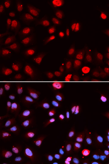 Immunofluorescence - MPG Polyclonal Antibody 