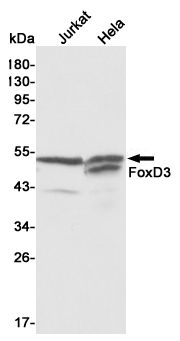 Western blot detection of FoxD3 in Jurkat and Hela cell lysates using FoxD3 mouse mAb (1:1000 diluted).Predicted band size:48KDa.Observed band size:48KDa.