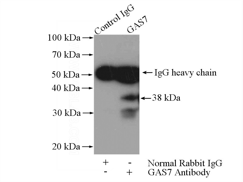 IP Result of anti-GAS7 (IP:Catalog No:110873, 4ug; Detection:Catalog No:110873 1:500) with mouse brain tissue lysate 4000ug.