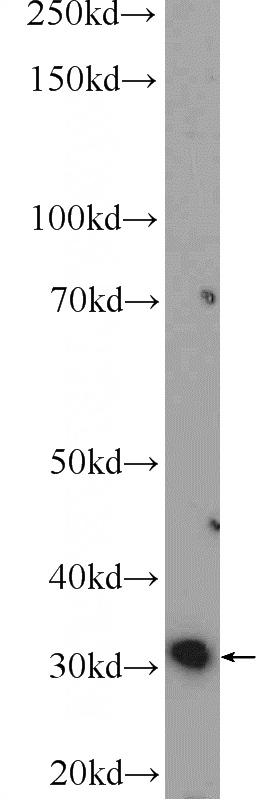 mouse lung tissue were subjected to SDS PAGE followed by western blot with Catalog No:112569(MDH2 Antibody) at dilution of 1:300