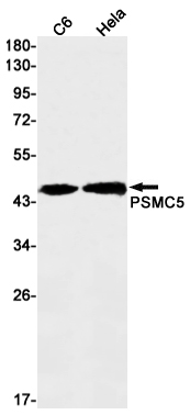 Western blot detection of PSMC5 in C6,Hela cell lysates using PSMC5 Rabbit mAb(1:1000 diluted).Predicted band size:46kDa.Observed band size:46kDa.