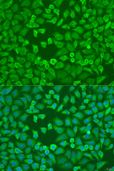 Immunofluorescence - EIF3A Polyclonal Antibody 