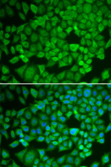 Immunofluorescence - NR0B1 Polyclonal Antibody 