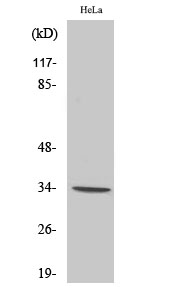 Fig1:; Western Blot analysis of various cells using Olfactory receptor 7C1 Polyclonal Antibody diluted at 1: 500