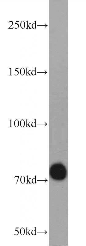 SH-SY5Y cells were subjected to SDS PAGE followed by western blot with Catalog No:113450(NWD1 Antibody) at dilution of 1:600