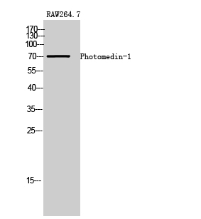Fig1:; Western Blot analysis of RAW264.7 cells using Photomedin-1 Polyclonal Antibody