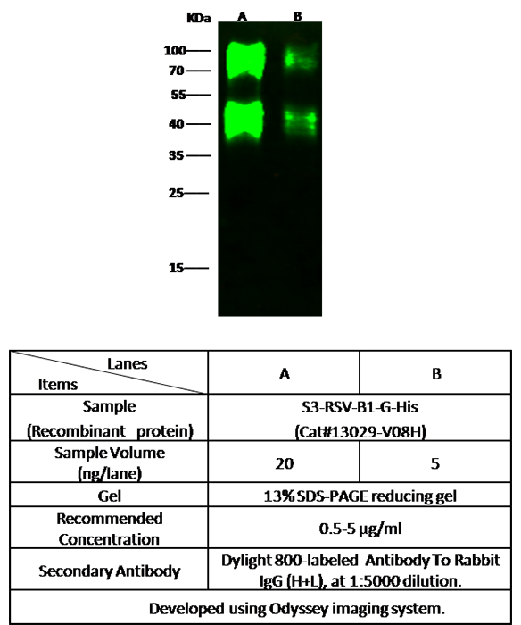 Human RSV (B1) glycoprotein G / RSV-G Antibody, Rabbit PAb, Antigen Affinity Purified, Western blot