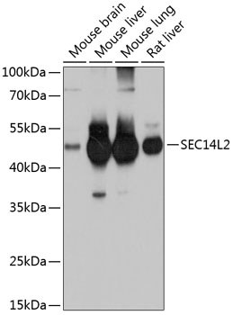 Western blot - SEC14L2 Polyclonal Antibody 