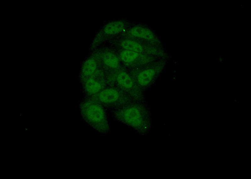 Immunofluorescent analysis of (10% Formaldehyde) fixed HepG2 cells using Catalog No:114619(RBM7 Antibody) at dilution of 1:50 and Alexa Fluor 488-congugated AffiniPure Goat Anti-Rabbit IgG(H+L)