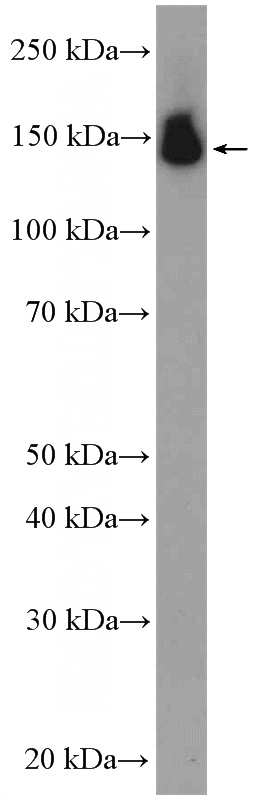 mouse testis tissue were subjected to SDS PAGE followed by western blot with Catalog No:114337(PUM2 Antibody) at dilution of 1:600