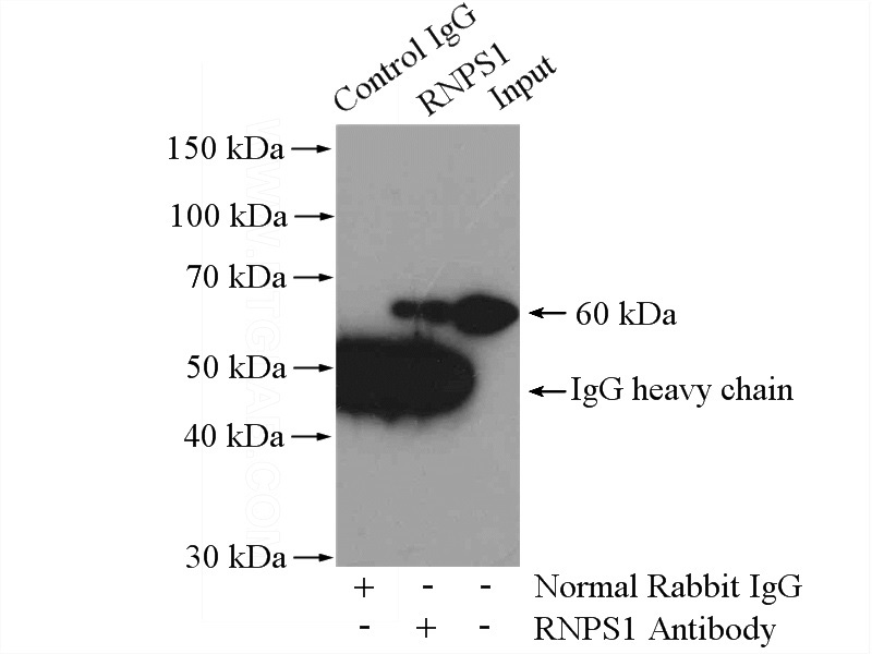 IP Result of anti-RNPS1 (IP:Catalog No:114772, 4ug; Detection:Catalog No:114772 1:800) with HEK-293 cells lysate 3200ug.