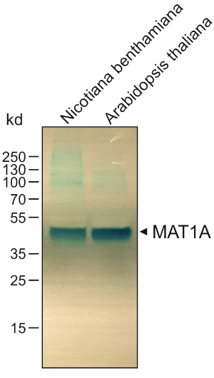 WB result of MAT1A antibody (Catalog No:112492, 1:5000) with plant leaf tissue samples.