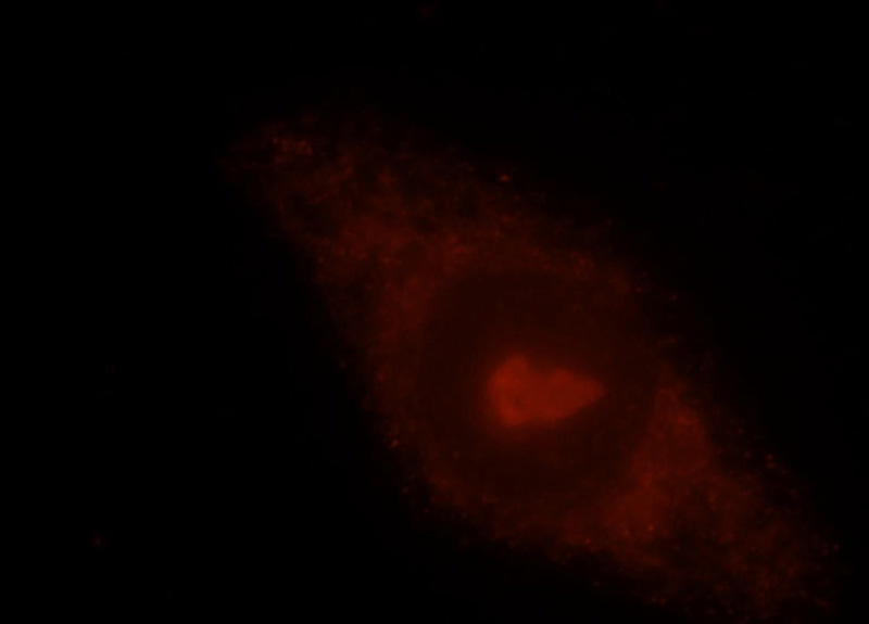 Immunofluorescent analysis of Hela cells, using PDAP1 antibody Catalog No:113762 at 1:25 dilution and Rhodamine-labeled goat anti-rabbit IgG (red).