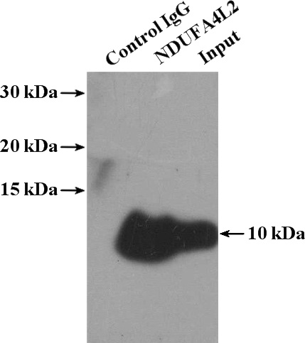 IP Result of anti-NDUFA4L2 (IP:Catalog No:113060, 4ug; Detection:Catalog No:113060 1:500) with HeLa cells lysate 1200ug.