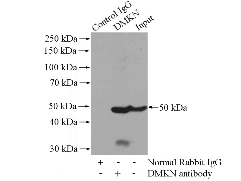 IP Result of anti-DMKN (IP:Catalog No:110004, 4ug; Detection:Catalog No:110004 1:500) with mouse lung tissue lysate 4000ug.