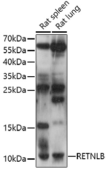 Western blot - RETNLB Polyclonal Antibody 