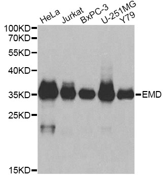 Western blot - EMD Polyclonal Antibody 